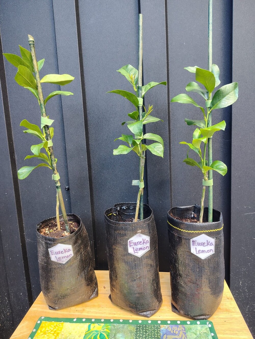 Mini Eureka lemon Citrus Trees